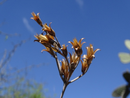 Image of Talinopsis frutescens by (c) Alexis López Hernández, some rights reserved (CC BY)