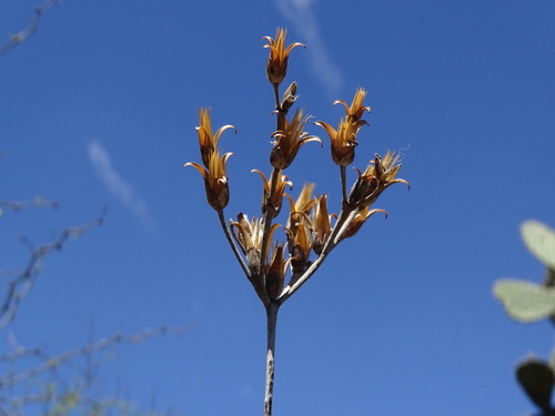 Image of Talinopsis frutescens by (c) Alexis López Hernández, some rights reserved (CC BY)