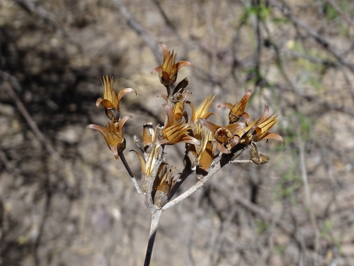 Image of Talinopsis frutescens by (c) Alexis López Hernández, some rights reserved (CC BY)