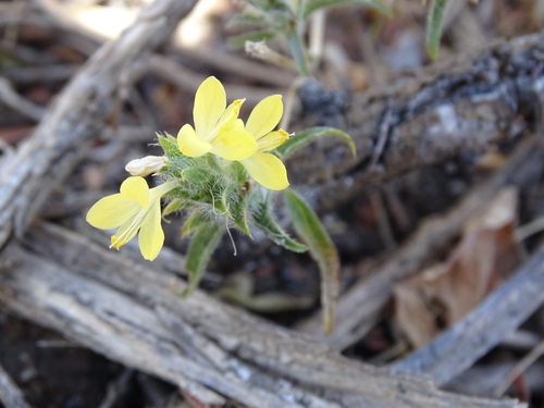 Image of Tetramerium nervosum by (c) Alexis López Hernández, some rights reserved (CC BY)