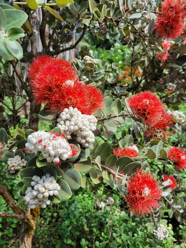 Metrosideros polymorpha
