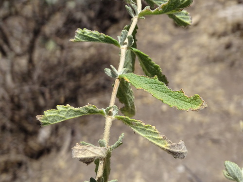 Image of Buddleja scordioides by (c) Alexis López Hernández, some rights reserved (CC BY)