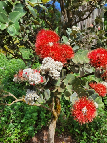 Metrosideros polymorpha