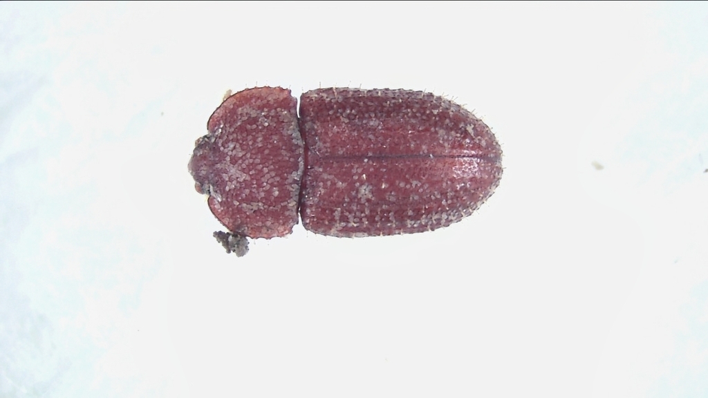 Cautomus