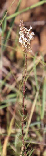 Image of Hebenstretia dura by (c) Tony Rebelo, some rights reserved (CC BY-SA)
