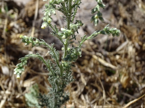 Image of Laennecia sophiifolia by (c) Alexis López Hernández, some rights reserved (CC BY)