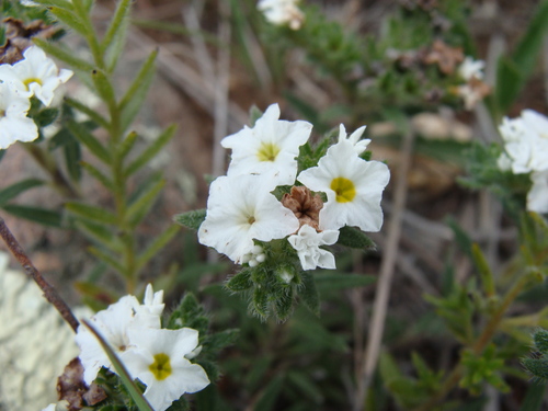 Image of Euploca confertifolia by (c) Alexis López Hernández, some rights reserved (CC BY)
