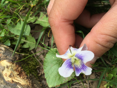Viola