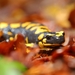 Italian Fire Salamander - Photo (c) Giuseppe Molinari, some rights reserved (CC BY-NC), uploaded by Giuseppe Molinari