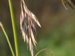 Ampelodesmos mauritanicus