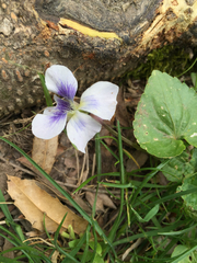 Viola