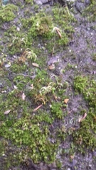 Funaria hygrometrica