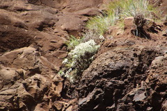 Helichrysum sutherlandii