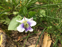 Viola