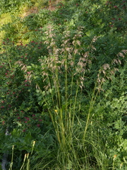 Ampelodesmos mauritanicus