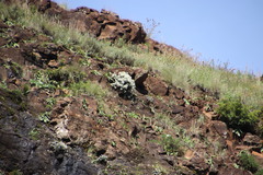 Helichrysum sutherlandii