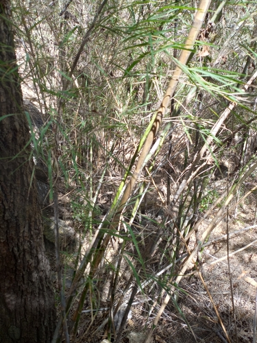 Image of Mexican Weeping Bamboo (Otatea acuminata) by (c) Carlos Martínez, some rights reserved (CC BY)