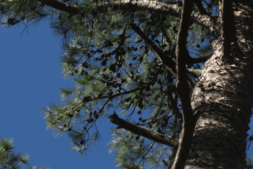 Shortleaf Pine In January 2024 By David A Harrison INaturalist   Large 