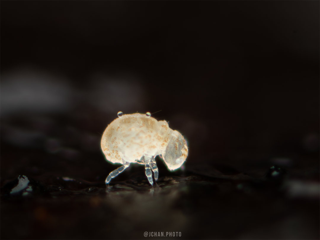 Megalothorax minimus V.Willem, 1900