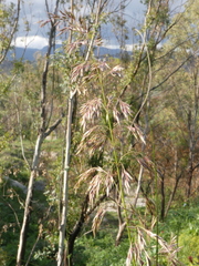 Ampelodesmos mauritanicus