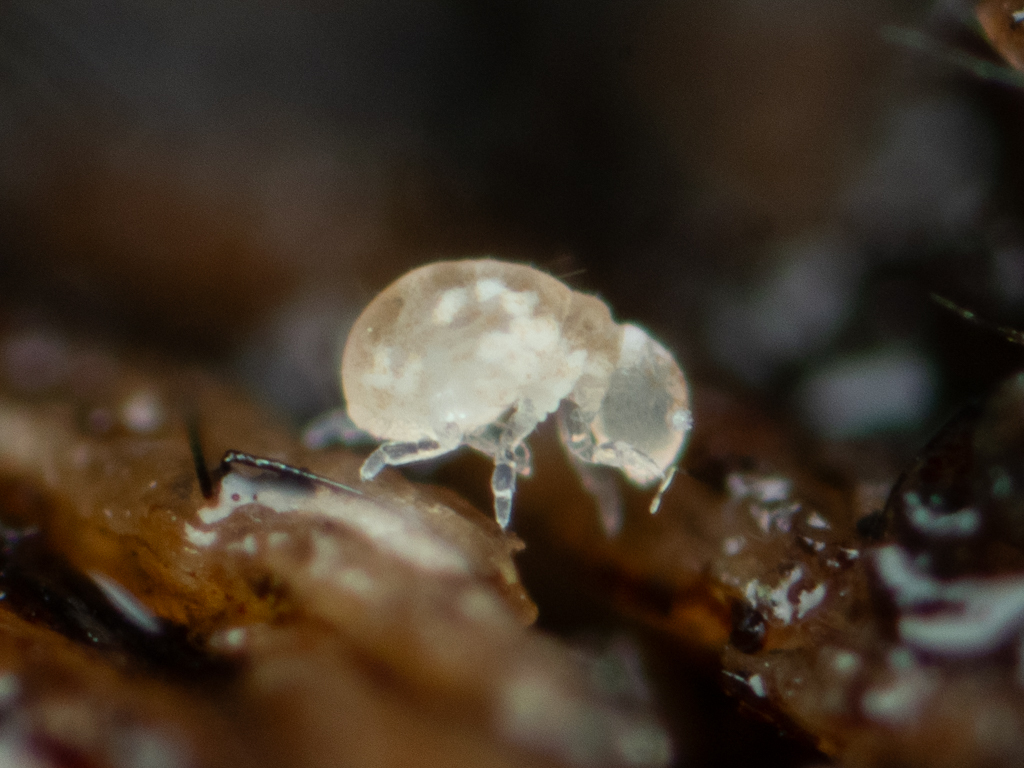 Megalothorax minimus V.Willem, 1900