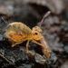 Dicyrtomina couloni - Photo (c) Justin Chan, some rights reserved (CC BY-NC), uploaded by Justin Chan