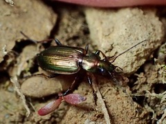 Agonum marginatum