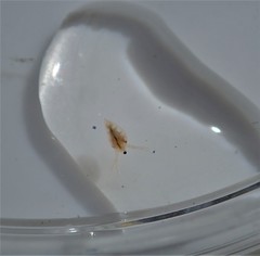 Daphnia pulex