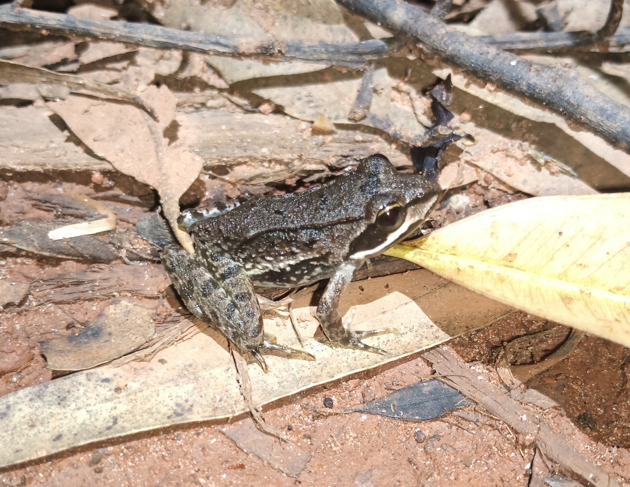 Amani River Frog photo 3