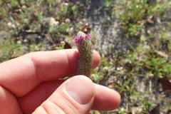 Dalea emarginata