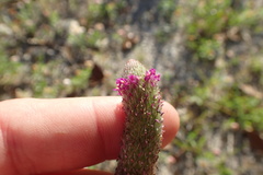 Dalea emarginata