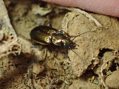Agonum marginatum