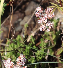 Crassula obovata