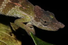 Msuya's Forest Chameleon photo 2