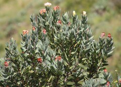 Protea subvestita