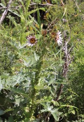 Berkheya purpurea