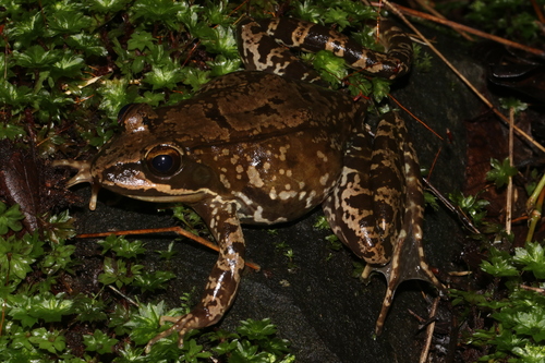 Amani River Frog, Amietia tenuoplicata