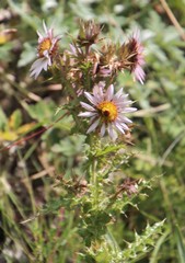 Berkheya purpurea