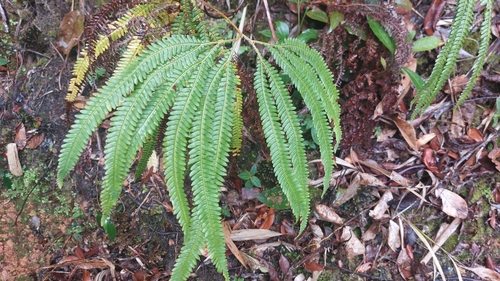 Sticherus hirtus observed 2024-01-31