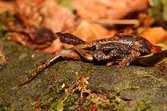 Speleomantes italicus