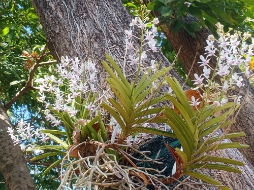 Orquídea