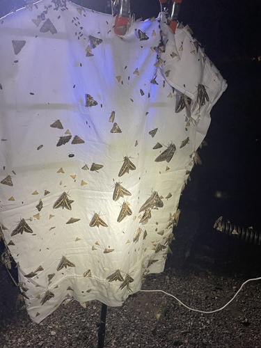 White-lined sphinx