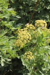 Heteromorpha arborescens