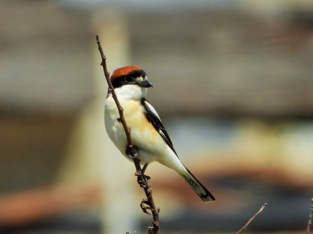 Western Woodchat Shrike