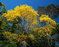 Handroanthus chrysanthus