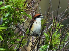 Lanius senator senator