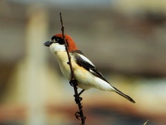 Lanius senator senator