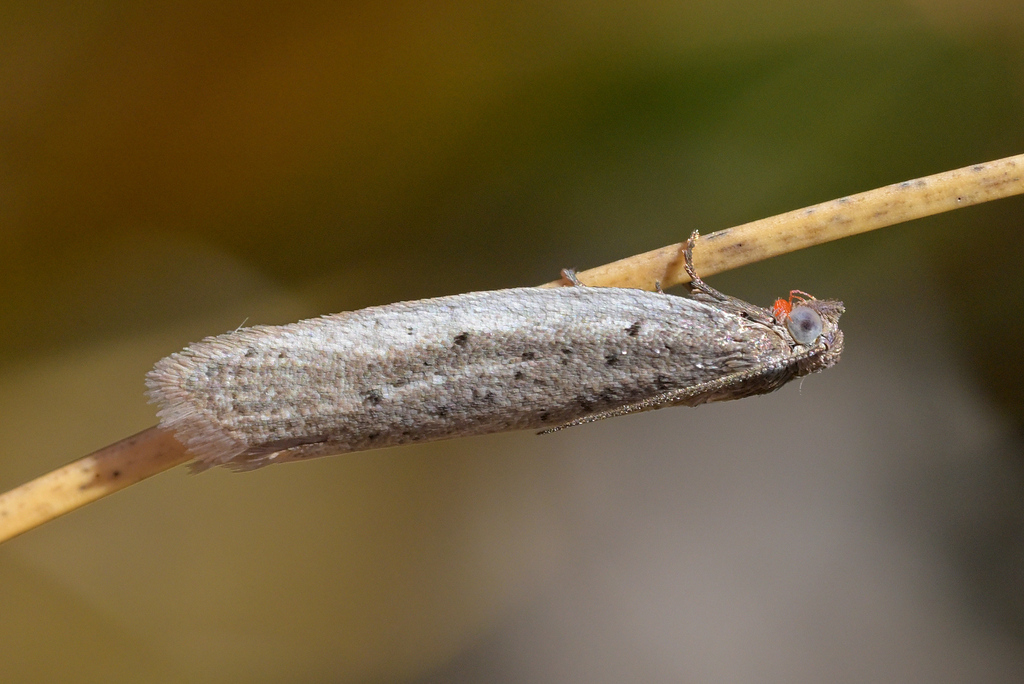 Ericodesma argentosa