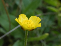Ranunculus millefoliatus