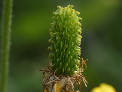 Ranunculus millefoliatus